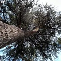 B&B IL CEDRO, ξενοδοχείο σε Reggiolo
