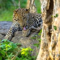 Group Safari Family Bungalow, hotell i Udawalawe