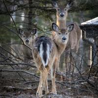 Biche et Lac