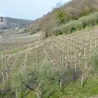 AltaVista, hotel a Ari