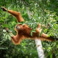 Backpacker Lodge, hotel en Bukit Lawang
