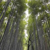 House of Dragon Arashiyama Central 天龙の宿 岚山正中心纯和风民宅可停车可接待5人入住 天龙寺步1分竹林渡月桥步3分 嵯峨岚山駅步4分 新干线至京都站11分, hotel din Shimo saga