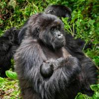 Parc des Gorilla Explorers Uganda Ltd, hotel di Kabale