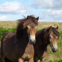 Exmoor BnB in Withypool in the heart of the moor, hótel í Withypool