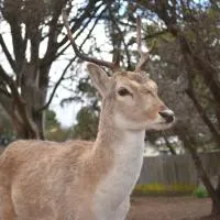 Deer Park Motor Inn Armidale, hotel a Armidale