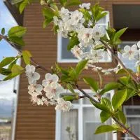 Malina guest house, hotel a Bosteri