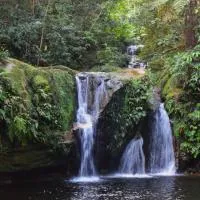 hot springs jungle, hotel a Shintuya