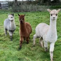Fords Farm Glamping & Farm House, hotelli kohteessa Oswestry