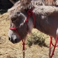 Sa Domo de Lillo e Arturo, hotel a Bonarcado