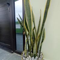 Suite Amaris LC, hotel cerca de Aeropuerto Internacional Golosón - LCE, La Ceiba