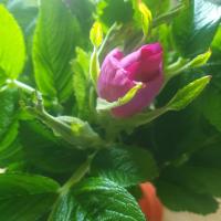 LiryArt, hotell sihtkohas Grobiņa lennujaama Liepāja rahvusvaheline lennujaam - LPX lähedal