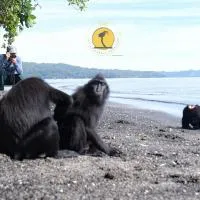 Tangkoko Backpacker Home stay, hotell i Rinondoran