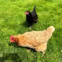 The Hen House, hotel di Haddington