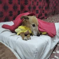Hostal Canino Amigos de Bauti, hotel poblíž Mezinárodní letiště Governor Francisco Gabrielli - MDZ, Las Heras