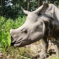 Kings jungle safari & Culture home stay, hotel u gradu 'Meghauli'