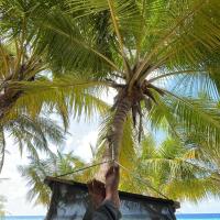 Fishing in Maldives, hotel near Hoarafushi Airport - HRF, Utim