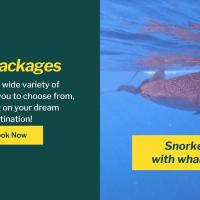 Whale shark Sumbawa Tour, hotel poblíž Sultan Muhammad Kaharuddin III Airport - SWQ, Sumbawa Besar