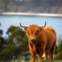 Ruby's Cottage Farm Stay, hotell Port Arthuris
