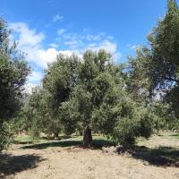 ANVE OLIVE TiNY HOUSE, hotel near Balikesir Koca Seyit Airport - EDO, Burhaniye