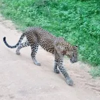 Mamba Yala, hotell sihtkohas Tissamaharama