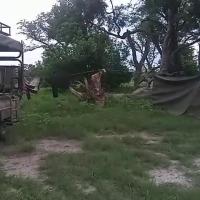 Savuti Mobile Camping Safaris, hotel poblíž Letiště Kasane - BBK, Kasane