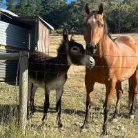 Little creek farm stay โรงแรมในNorton Summit