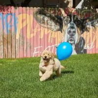 Sono Pet Clubs & Resorts VivaldiPark โรงแรมในฮองชอน