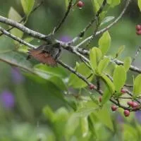 Aves de Tierras Altas, hotel di Bijagua