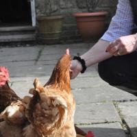 Little Tidebrook Farm, hotel in Wadhurst