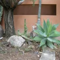 via dei gerani, hotel en Solanas