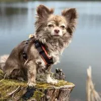 Hundeurlaub - Tiny House im Wald, hotel sa Tanna