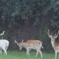Creebridge Caravan Park, hotel v destinaci Newton Stewart