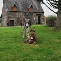 La Billardière Camping à la Ferme, Hotel in Le Ménil-Ciboult