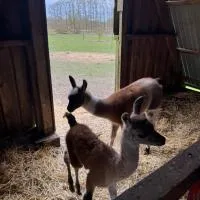 Billund Farm Holiday, ξενοδοχείο στο Billund