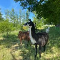La Ferme des Lamas Dordogne, hotel v destinaci Saint-Cyr-les-Champagnes