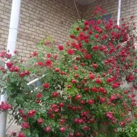 Guest house Kyzyl alma, hotel en Arkit