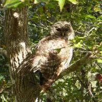 Wise Owl Retreat on the River, hotel di Dunnellon