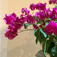 Ennassim Break, hotel poblíž Letiště Guemar - ELU, Guemar