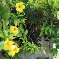ごーやー荘, hotel em Okinawa City