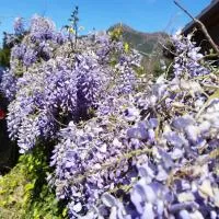 Il GLICINE, hotel a Portixeddu