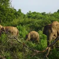 Exciting Tree house and 2 Chalets, Spring valley farm stay Buttala, Okkampitiya, hotel 