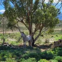 Rocky Sands - Klein Karoo R62, hótel í Plathuis