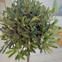 La dimora degli ulivi, hotel sa Torre Santa Susanna