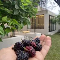 غصن الهدا, hotel sa Al Hada