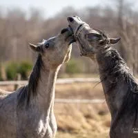 Ekoturystyka Nowina, hotel en Nowina