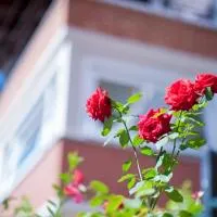 B&B Il Pettirosso โรงแรมในMalonno