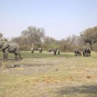 Khwai Game Lodge and Campsite, hotel v destinaci Khwai