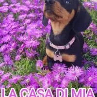 La Casa Di Mia, hotel u gradu 'Vesime'