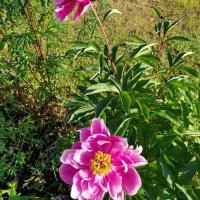 Dessans Amerikan Robe, hotel near Pajala Airport - PJA, Pajala