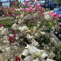 D' Farm Homestay, hotel poblíž Letiště Lawas - LWY, Sipitang